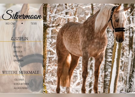 Sonstige Rassen, Wallach, 10 Jahre, 160 cm, Palomino