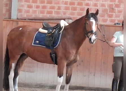 Sonstige Rassen, Wallach, 11 Jahre, 150 cm, Brauner