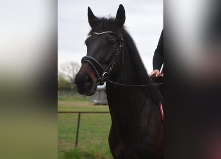 Sonstige Rassen, Wallach, 11 Jahre, 161 cm, Dunkelbrauner