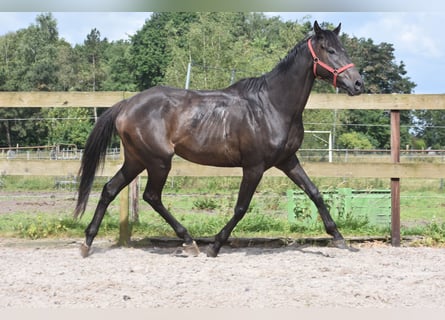 Sonstige Rassen, Wallach, 11 Jahre, 162 cm, Dunkelbrauner