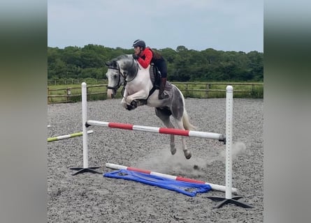 Sonstige Rassen, Wallach, 11 Jahre, Roan-Blue