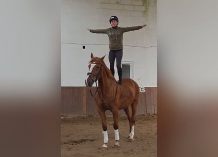 Sonstige Rassen, Wallach, 13 Jahre, 168 cm, Fuchs