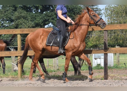 Sonstige Rassen, Wallach, 16 Jahre, 160 cm, Fliegenschimmel