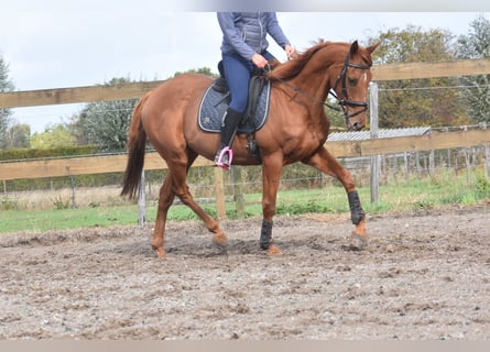 Sonstige Rassen, Wallach, 16 Jahre, 160 cm, Fuchs