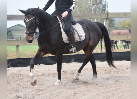 Sonstige Rassen, Wallach, 17 Jahre, 156 cm, Dunkelbrauner