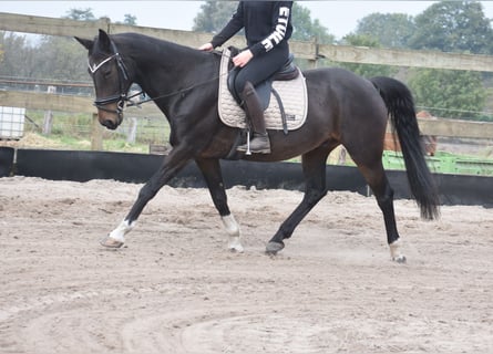 Sonstige Rassen, Wallach, 17 Jahre, 158 cm, Dunkelbrauner
