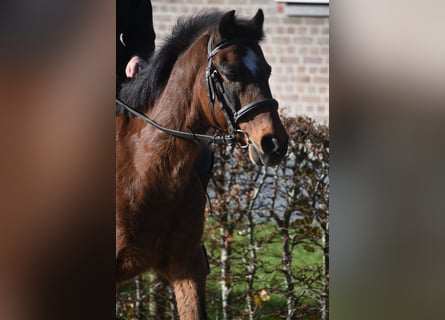 Sonstige Rassen, Wallach, 18 Jahre, 134 cm, Brauner