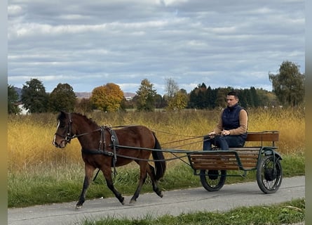Sonstige Rassen Mix, Wallach, 3 Jahre, 118 cm, Brauner