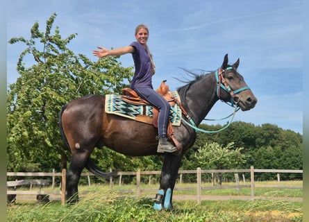 Sonstige Rassen, Wallach, 3 Jahre, 151 cm, Dunkelbrauner