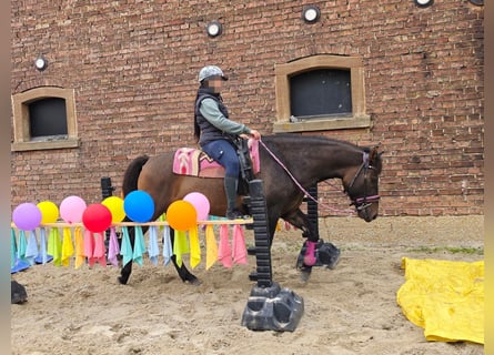 Sonstige Rassen, Wallach, 3 Jahre, 151 cm, Dunkelbrauner