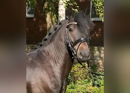 Sonstige Rassen, Wallach, 4 Jahre, 135 cm, Schwarzbrauner