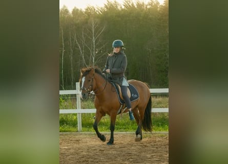 Sonstige Rassen, Wallach, 4 Jahre, 139 cm, Rotbrauner