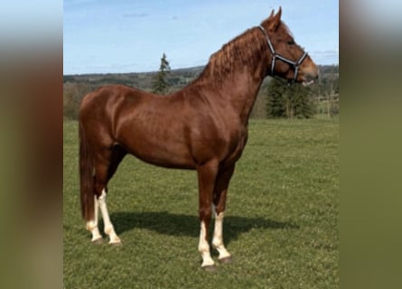 Sonstige Rassen, Wallach, 4 Jahre, 145 cm, Fuchs