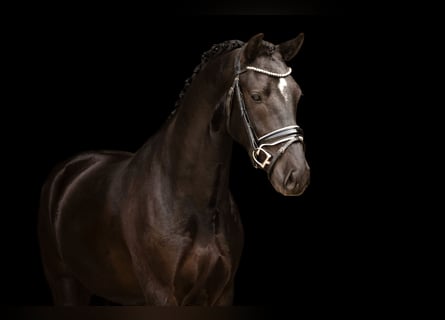 Sonstige Rassen, Wallach, 4 Jahre, 146 cm, Rappe