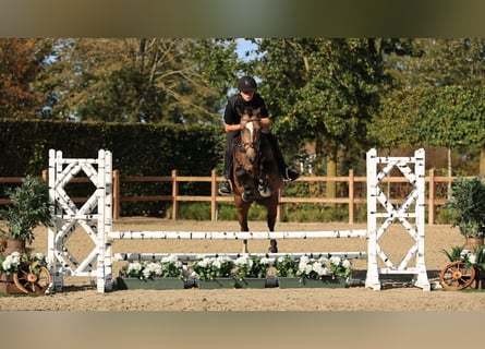 Sonstige Rassen, Wallach, 4 Jahre, 147 cm