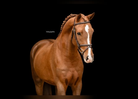Sonstige Rassen, Wallach, 4 Jahre, 147 cm