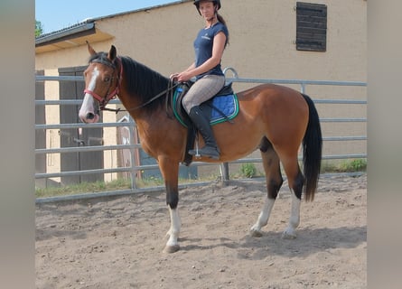Sonstige Rassen, Wallach, 4 Jahre, 150 cm, Hellbrauner