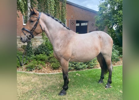 Sonstige Rassen, Wallach, 4 Jahre, 154 cm, Braunfalbschimmel