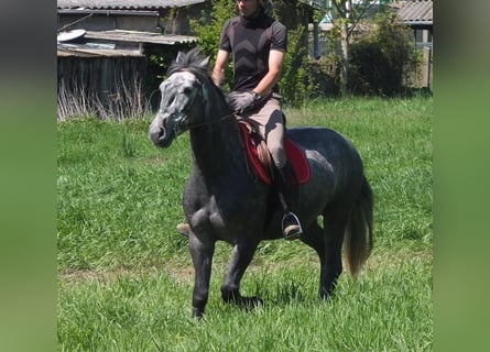 Sonstige Rassen, Wallach, 4 Jahre, 155 cm, Apfelschimmel
