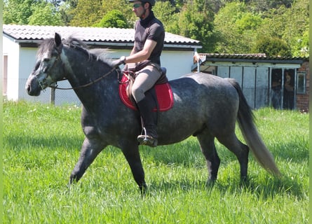 Sonstige Rassen, Wallach, 4 Jahre, 155 cm, Apfelschimmel
