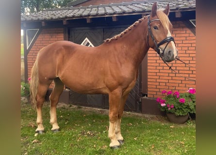 Sonstige Rassen, Wallach, 4 Jahre, 155 cm, Fuchs