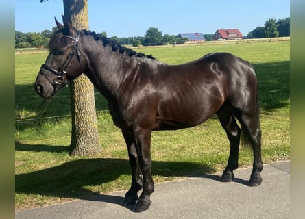 Sonstige Rassen, Wallach, 4 Jahre, 155 cm, Rappe
