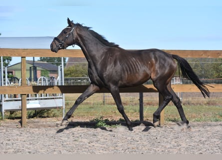 Sonstige Rassen, Wallach, 4 Jahre, 158 cm, Rappe