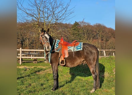 Sonstige Rassen, Wallach, 4 Jahre, 160 cm