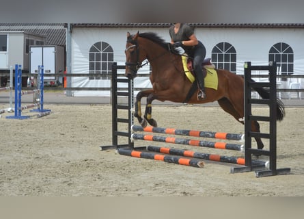 Sonstige Rassen, Wallach, 4 Jahre, 164 cm, Brauner