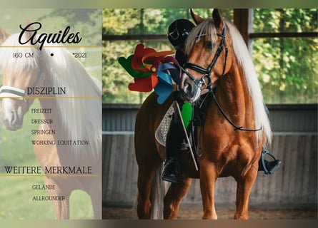 Sonstige Rassen, Wallach, 4 Jahre, 164 cm, Palomino