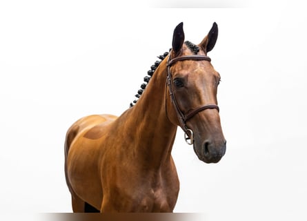 Sonstige Rassen, Wallach, 4 Jahre, 165 cm, Brauner