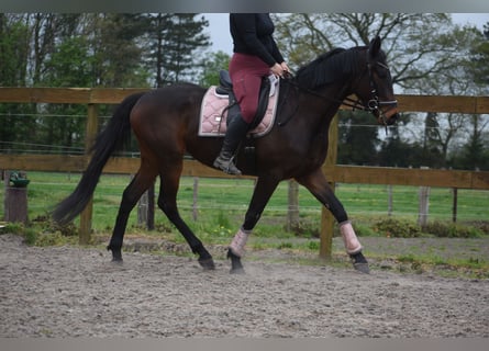 Sonstige Rassen, Wallach, 4 Jahre, 165 cm, Dunkelbrauner