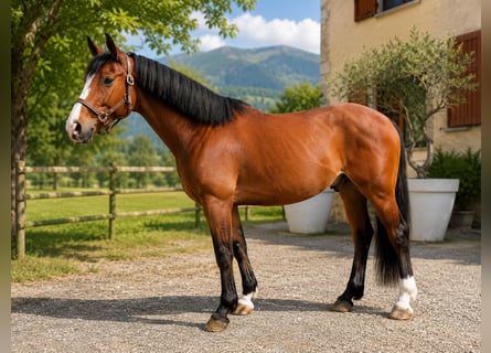 Sonstige Rassen, Wallach, 4 Jahre, 168 cm, Brauner