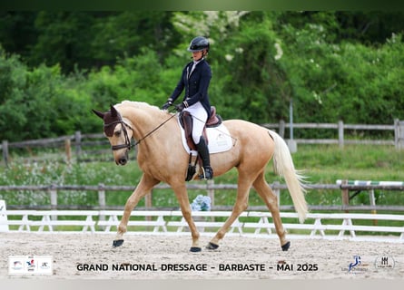 Sonstige Rassen, Wallach, 4 Jahre, 170 cm, Palomino