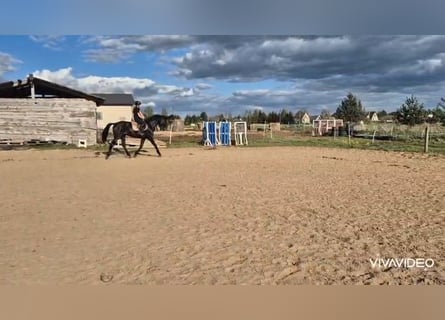 Sonstige Rassen, Wallach, 4 Jahre, 170 cm