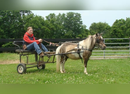 Sonstige Rassen, Wallach, 4 Jahre, 86 cm