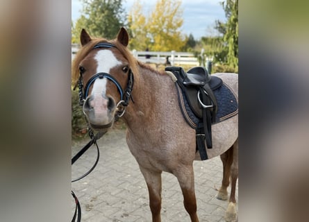 Sonstige Rassen, Wallach, 5 Jahre, 120 cm, Fuchs