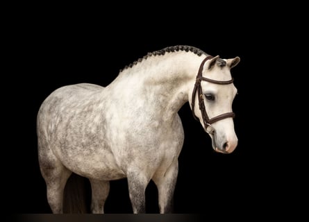 Sonstige Rassen, Wallach, 5 Jahre, 125 cm, Schimmel