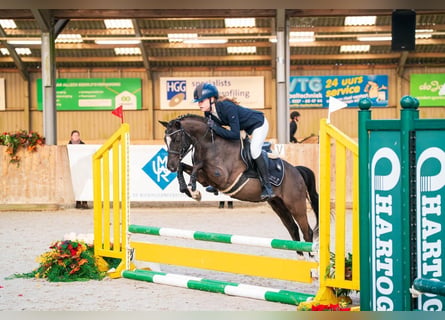 Sonstige Rassen, Wallach, 5 Jahre, 136 cm