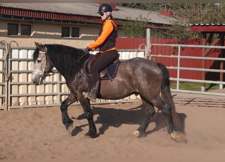 Sonstige Rassen, Wallach, 5 Jahre, 153 cm, Apfelschimmel