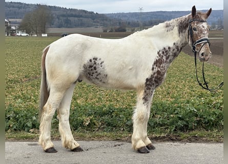 Sonstige Rassen Mix, Wallach, 5 Jahre, 155 cm, Schecke