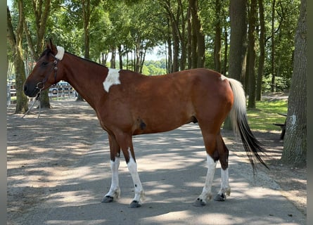 Sonstige Rassen, Wallach, 5 Jahre, 155 cm, Schecke