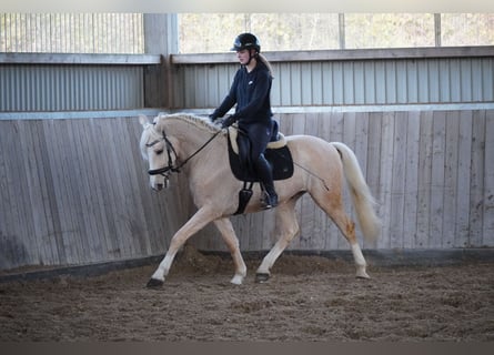 Sonstige Rassen, Wallach, 5 Jahre, 156 cm, Palomino