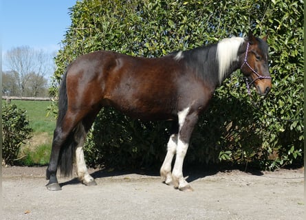 Sonstige Rassen, Wallach, 5 Jahre, 158 cm, Schecke