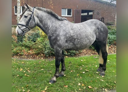 Sonstige Rassen, Wallach, 5 Jahre, 160 cm, Schimmel