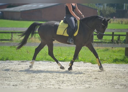 Sonstige Rassen, Wallach, 5 Jahre, 163 cm, Rappe