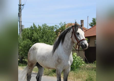 Sonstige Rassen, Wallach, 5 Jahre, 165 cm, Schimmel