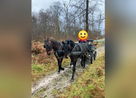 Sonstige Rassen, Wallach, 5 Jahre, 165 cm, Schwarzbrauner