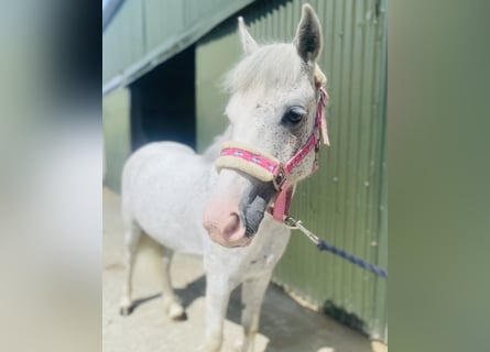 Sonstige Rassen, Wallach, 6 Jahre, 123 cm, Fliegenschimmel