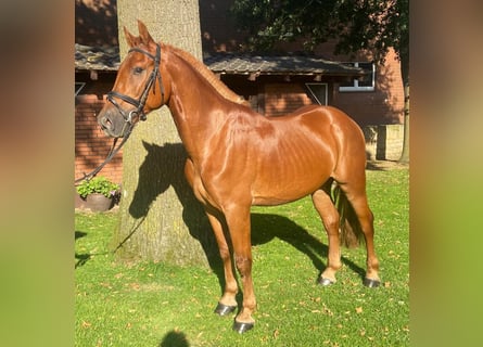Sonstige Rassen, Wallach, 6 Jahre, 155 cm, Fuchs